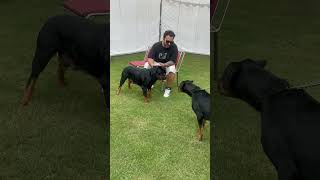 Rottweiler Lady Ollie Attacks A Rottweiler Female During Dog Show Championship shorts dogs trend [upl. by Drauode329]