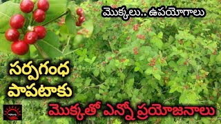 సర్పగంధ మొక్కతో ప్రయోజనాలు  Rauwolfia Serpentina  sarpagandha  papataku plant  పల్లెటూరు [upl. by Idelle]