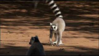 The Ringtailed Lemur [upl. by Gwenn]