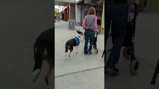 Before Entering a Store with a Service Dog in Training [upl. by Philan]