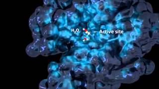 Function of Enzymes  How Does Enzymes Work [upl. by Lenard]