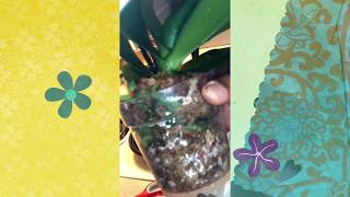 How to repot a phalaenopsis orchid Cómo trasplantar una orquídea phalaenopsis 4K [upl. by Laurinda217]