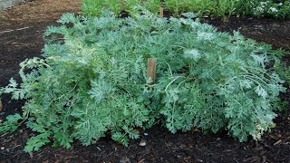 ⟹ WORMWOOD  Artemisia absinthium  An early look in spring 2017 [upl. by Alim13]