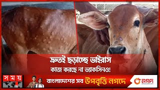 ভাইরাসে মরছে একের পর এক গরু দিশেহারা খামারিরা  Cow Lumpy Skin Disease  Jamalpur  Somoy TV [upl. by Lehrer]