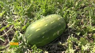 TIERRA FÉRTIL TVCOSECHA DE SANDIA Y PRODUCCIÓN DE JITOMATE 020520 [upl. by Abelard]