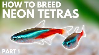 How to Breed Neon Tetras Getting the Eggs Part 1 [upl. by Fan]