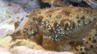 Eriphia verrucosa  Warty crab [upl. by Enalb]