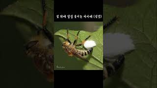 파리매 수컷 암컷 직박구리 Asilidae [upl. by Paxon]