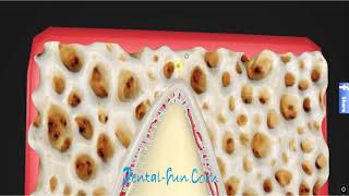 Periodontal ligament [upl. by Cesaria]