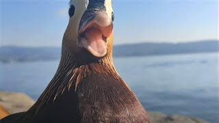 Mandarin Duck ASMR [upl. by Ahsillek]