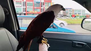 Brahminy Kite [upl. by Simah]