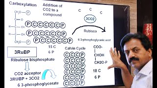 First Year  Chapter 11  Bioenergetics  Part 15  Dark Reaction  Calvin Cycle  Fsc Biology Book1 [upl. by Legge590]