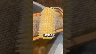 🐝 Bee HiveTo Jars How To HARVEST HONEY at Home farmlife honey shorts [upl. by Gurevich]