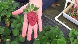 Strawberry Farm  Pick Your Own  REAL USA Ep 38 [upl. by Akineg]