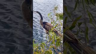 Anhinga Bird animallover nature [upl. by Lladnar]