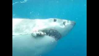 Great white attacks tuna Pt lincoln [upl. by Ativet]