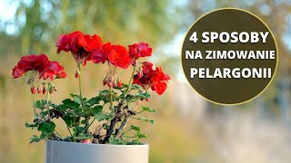 Zimowanie i przechowywanie PELARGONII Jak przezimować pelargonię [upl. by Idoj]