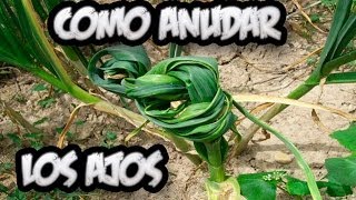 Como Atar Los Ajos En El Huerto  Huerta Organica  La Huertina De Toni [upl. by Sussi]