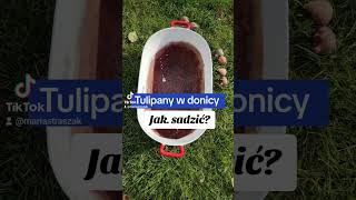 Jak sadzić tulipany w donicy ogrod tulipan sadzenie ogrodnictwo [upl. by Rudy334]