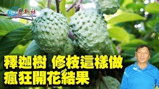 釋迦樹，秋季修枝這樣做，瘋狂開花結果！ [upl. by Stannfield881]