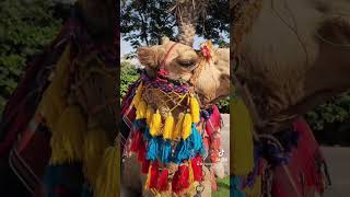 Majestic Camel in Action 🐫 The Ship of the Desert Up Close” [upl. by Shem]