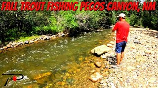 Pecos Canyon Fall Trout Fishing New Mexico [upl. by Keppel]