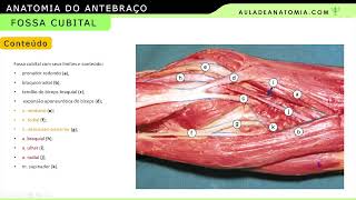 FOSSA CUBITAL medicina anatomia anatomy medico fisioterapia anatomiaclinica angiologia [upl. by Sankaran754]