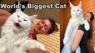 Worlds Biggest Cat  Meet Kefir Cat  Largest Cat in the World [upl. by Artemisa81]