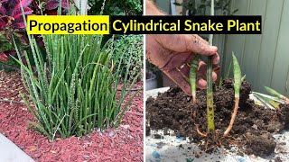 Cylindrical Snake Plant Propagation [upl. by Mak522]