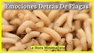 🐛 ENERGÍA y EMOCIONES detrás de PLAGAS en la CASA Larvas termitas humanos abejas serpientes [upl. by Esau589]