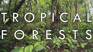 Tropical Rainforest and Tropical Seasonal Forest  Biomes1 [upl. by Lrak]