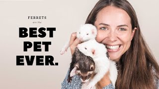 Why Ferrets are Best  Pros of Ferrets as Pets [upl. by Constancia]