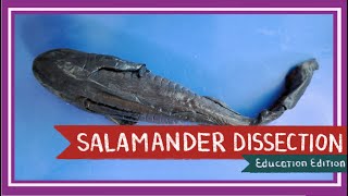 Tiger Salamander Dissection  Amphibian Inhabiting Fire EDU [upl. by Christyna]