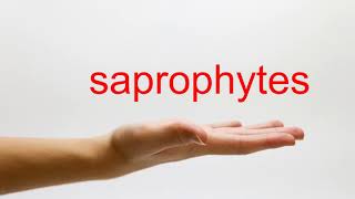 How to Pronounce saprophytes  American English [upl. by Oiratnom130]