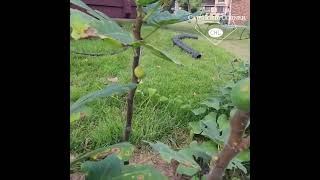 How to Successfully Transplant a Fig Tree  catshobbycorner [upl. by Angelia]