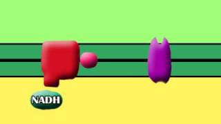 oxidative phosphorylation [upl. by Worrell439]