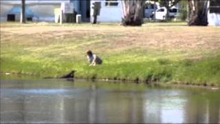 Stupid lady gets attacked by Alligator after Illegally feeding it [upl. by Repard]