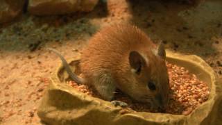 Golden Spiny Mouse Acomys russatus  GoldStachelmaus 15 [upl. by Billye]