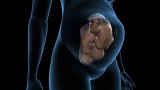 Types of twins pregnancy  Dichorionic twins  3D Anatomical Visualization [upl. by Je203]