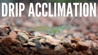 How to Add Shrimp to an Aquarium  A Simple Explanation to Drip Acclimation [upl. by Eanaj417]