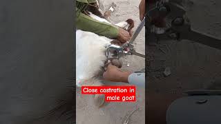 Close castration in male goat castration [upl. by Marcy]