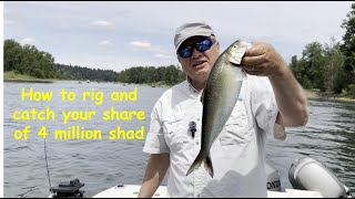 Shad fishing explained Catching your share of the millions of fish EP324 [upl. by Ravo]