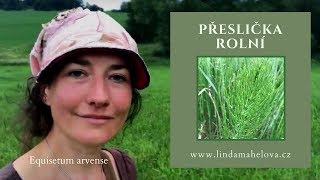 Přeslička rolní Equisetum arvense [upl. by Norad]