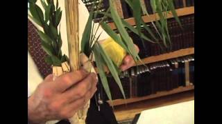 Sukkot The Arbah Minim  Four Species [upl. by Zebulon]