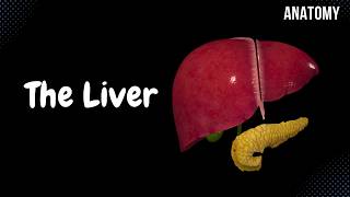 Liver Anatomy Function Topography External Structures Ligaments [upl. by Ecirtak]