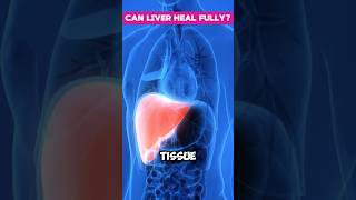 Can the Liver Fully Heal [upl. by Ahsemed]