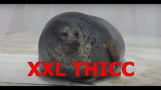 Compilation of THICC seals 5 [upl. by Bowne]