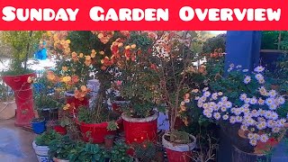 Sunday Garden Overview  Winter flowers Plants Update [upl. by Attekahs]