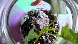 Assassin bug feeding [upl. by Yerocal]