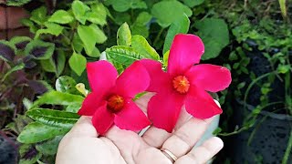 how to grow mandevilla🌺🌺how to care mandevilla plant🌱beautiful mandevilla plant🌱 [upl. by Itsirhc527]